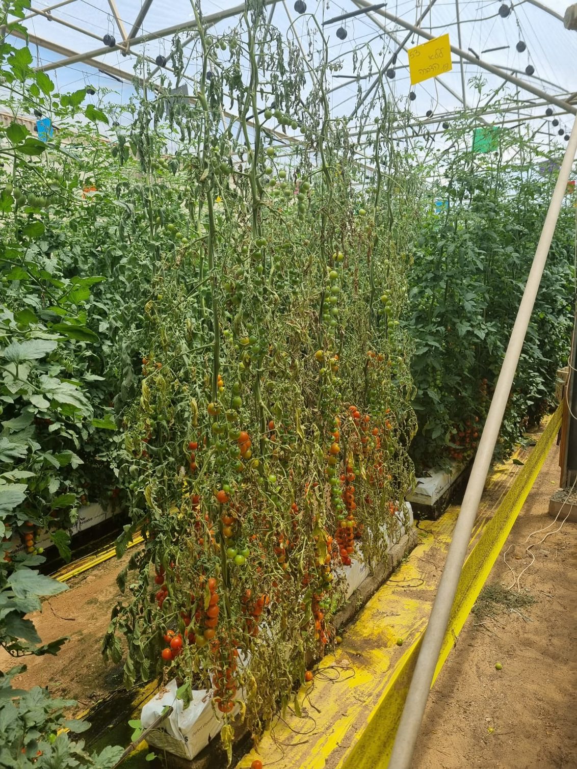 פוזריום סולני בעגבניה 3 - נבגים אדומים בצוואר השורש (צילום: ד