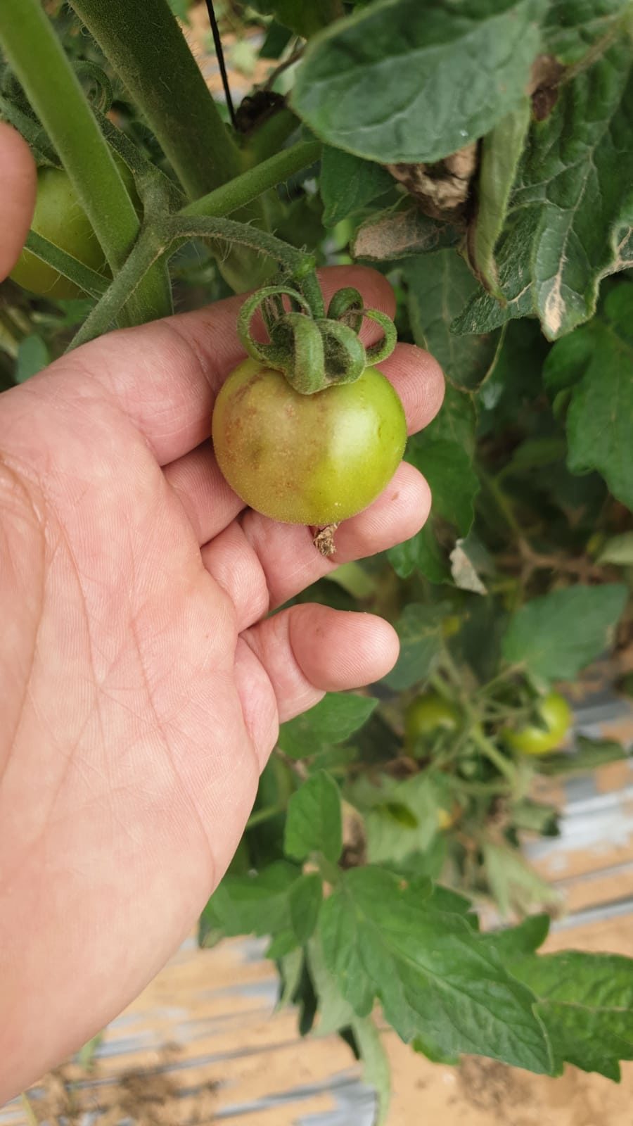 כימשון בעגבניה