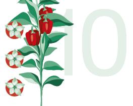 שלב 10 - חנטות גל שלישי