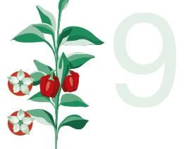 שלב 9 - חנטות גל שני