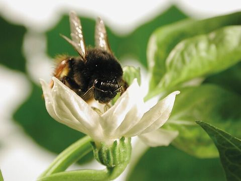 pollinator bees
