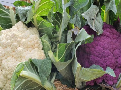 Cauliflower_white and purpule