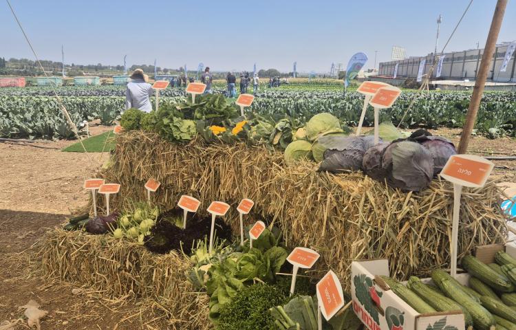 יום פתוח חצב 2026