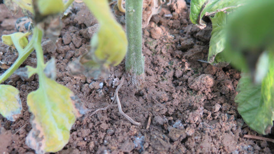 ריקבון כתר בעגבנייה - מאמר מקצועי - זרעים גדרה 