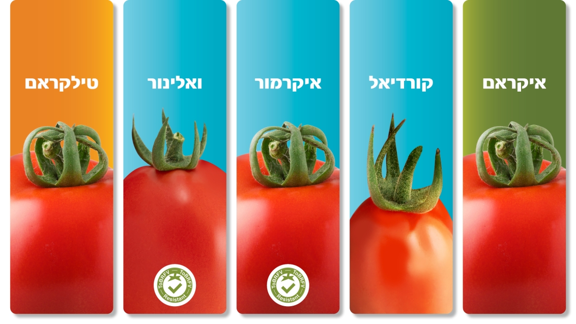 ikram cordial ikramor valinor tilkram tomato