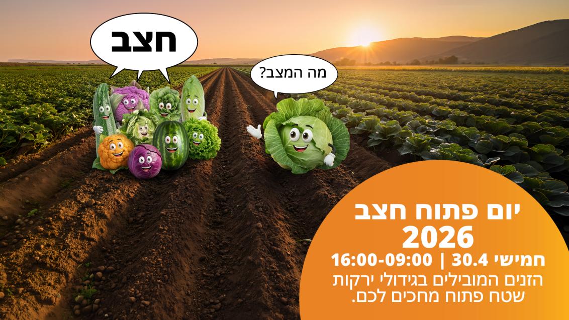חצב