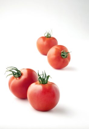 עגבניית לנסור