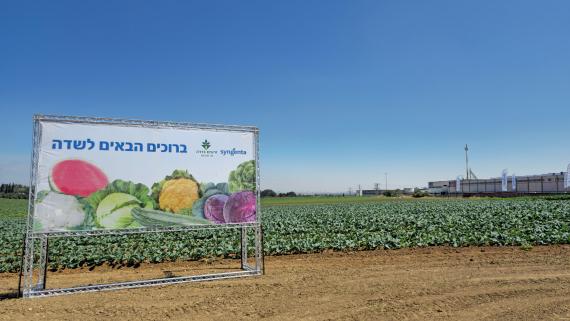 חצב
