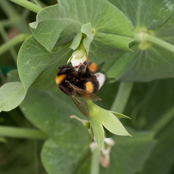 pollinator bees pea