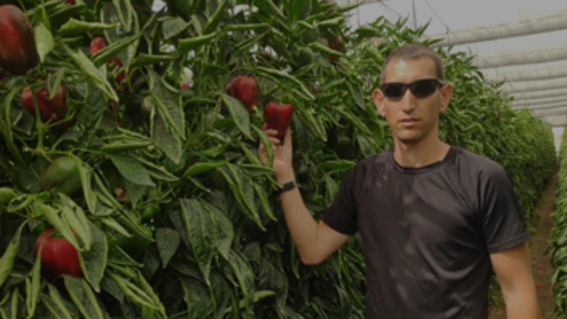 מגדלים מספרים על השימוש במדריך פלפל דיגיטלי - שחל יזרעאלי, צופר
