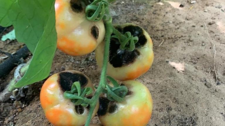 peppino virus