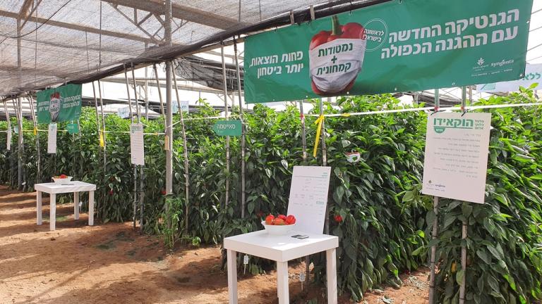 זני פלפל עם עמידות לנמטודות וקמחונית 2