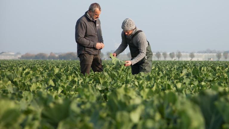 Cauliflower field