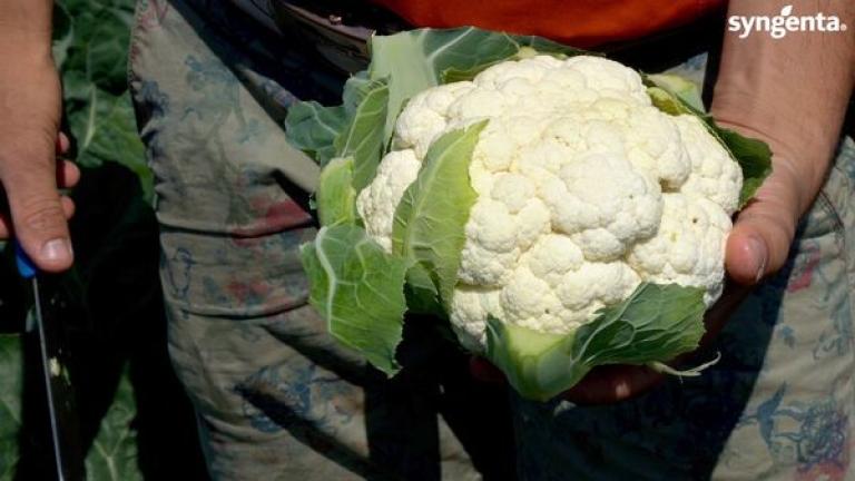Cauliflower electra
