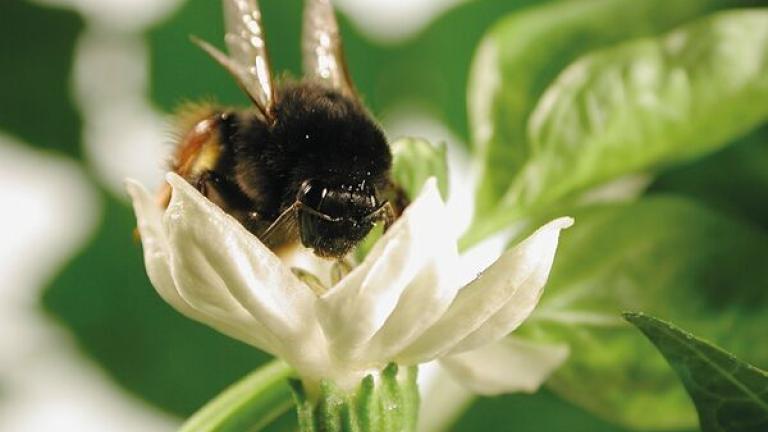 pollinator bees