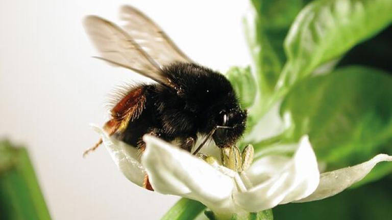 pollinator bees