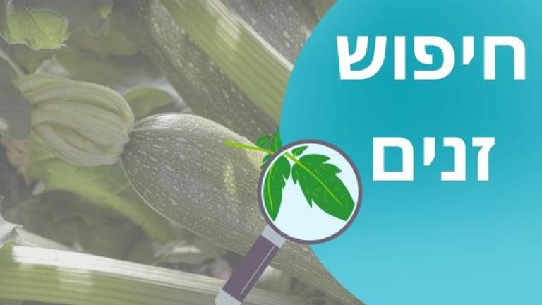חיפוש זנים 1