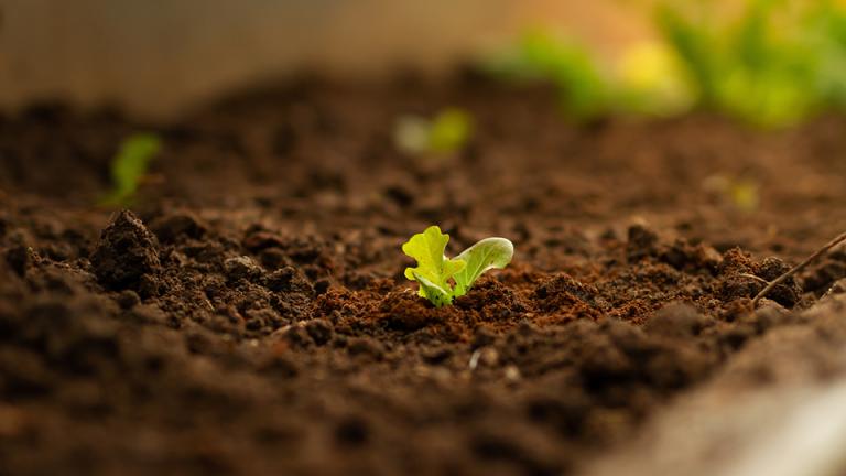מיקרואורגניזמים בירקות הסוד הקטן ליבול גדול תמונה 1