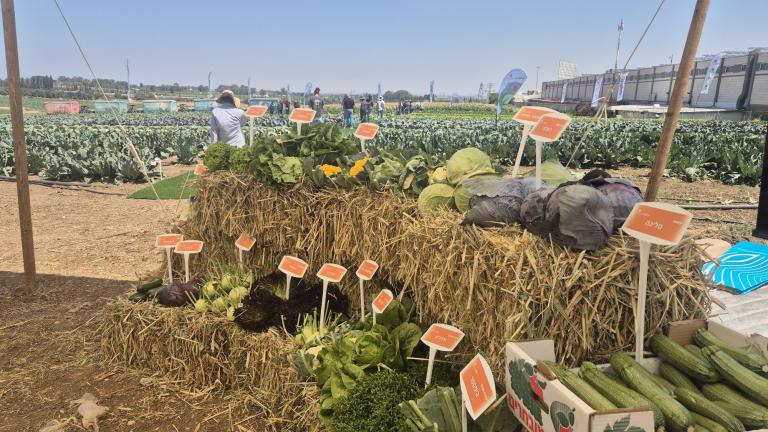 יום פתוח חצב 2026
