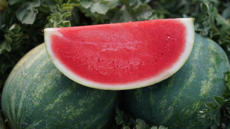 Watermelon Seedless Fascination