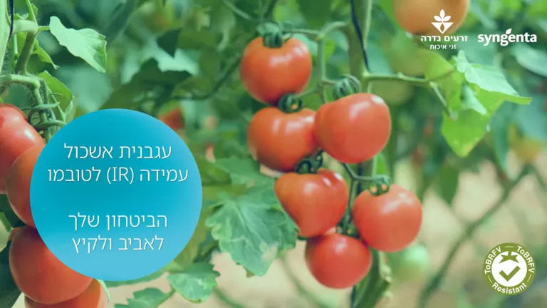 אשכול עגבניות שרי אדומות על הצמח, עם עיגול טקסט בעברית וסמל וי ירוק