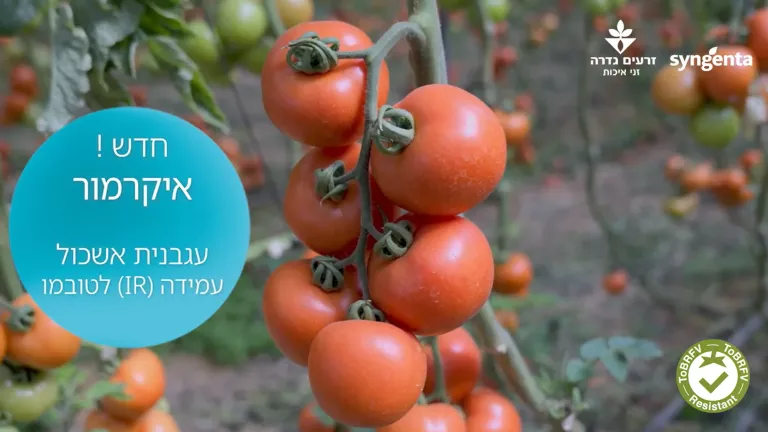 אשכול עגבניות אדומות על צמח בחממה, עם טקסט בעברית וסמל וי ירוק