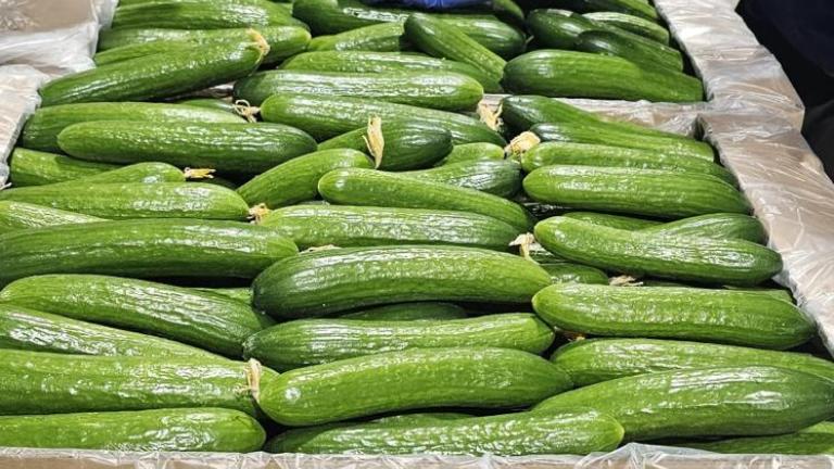 עובדים עם כפפות ממיינים קישואים ירוקים על מסוע במפעל אריזה