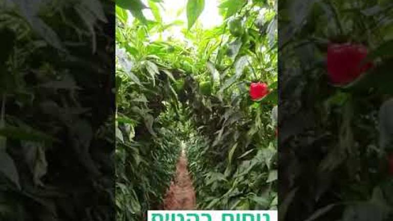 קנון - הכי רווחי לך לדונם