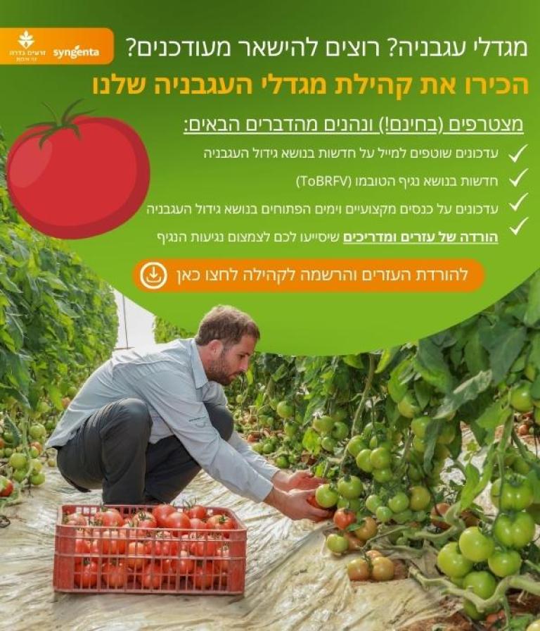 קהילת מגדלי עגבניה