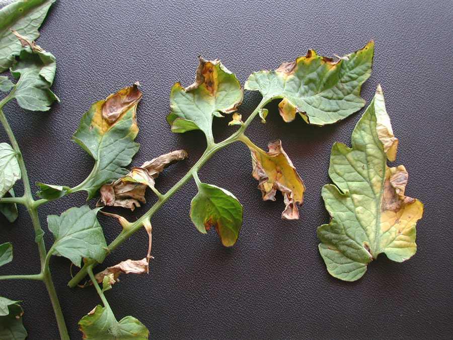 VERTICILLIUM