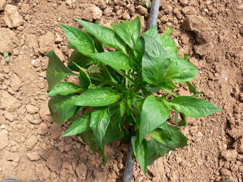 young pepper plant