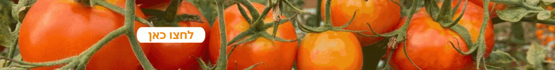 ToBRFV Home page banner 1132x400