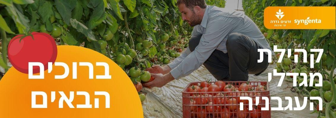 ברוכים הבאים לקהילת מגדלי העגבניה