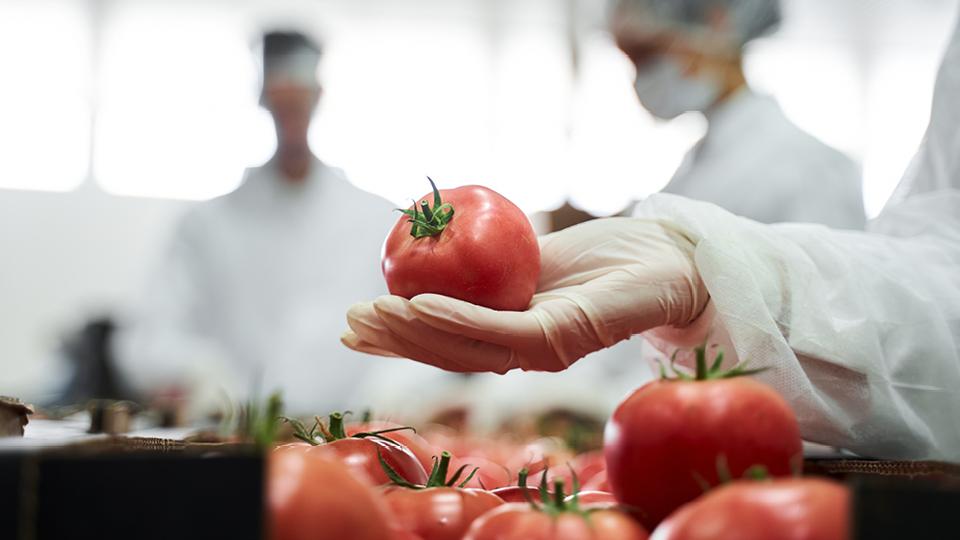 Lycopene 1
