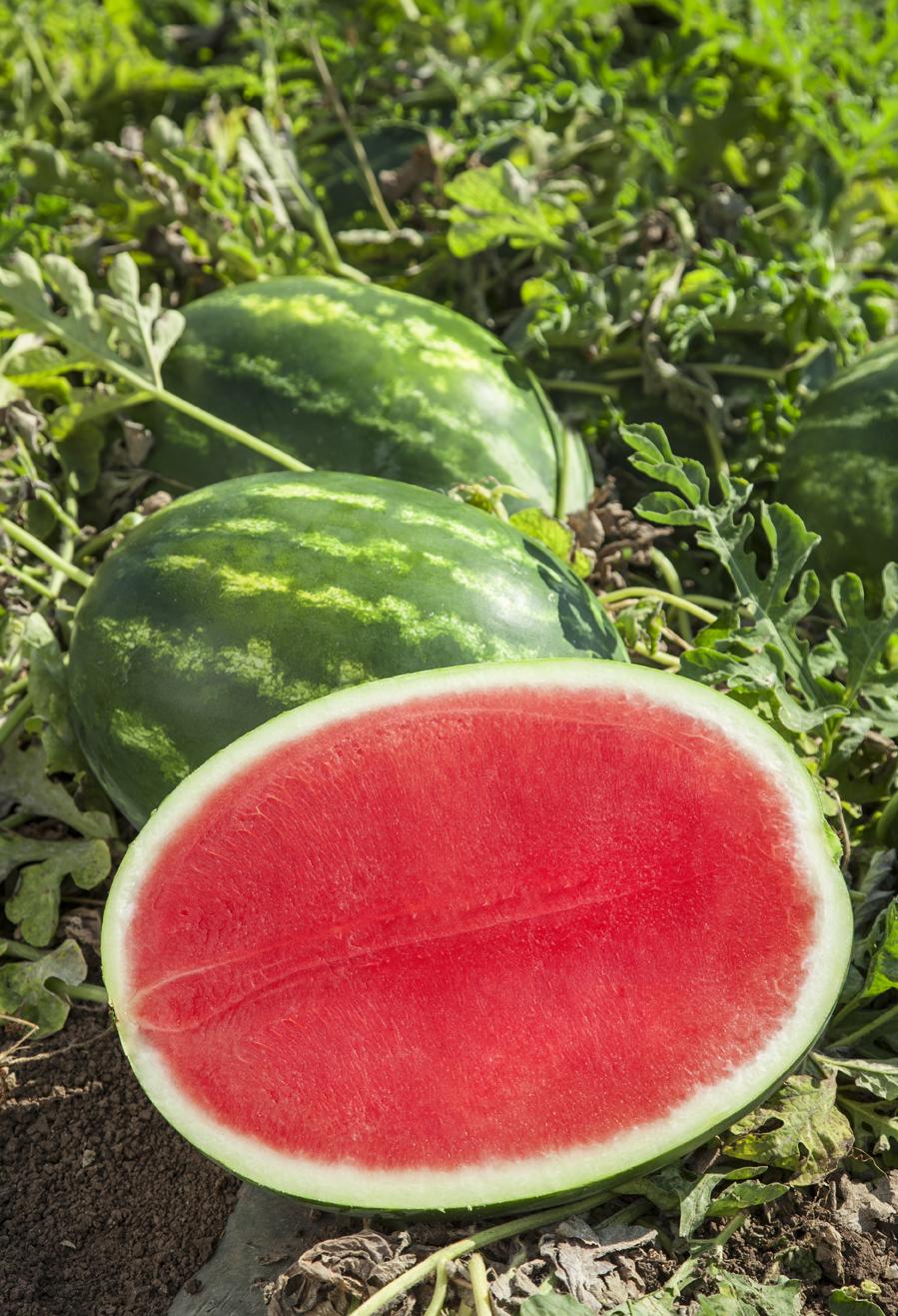 Watermelon Seedless Fascination